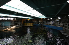 Enlarge photo 62