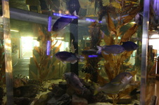 Enlarge photo 64