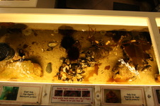Enlarge photo 85