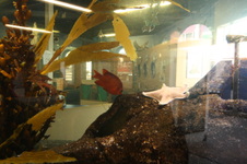 Enlarge photo 97