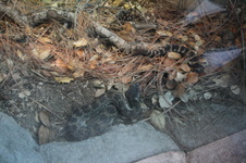 Enlarge photo 107