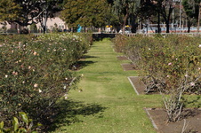 Exposition Park Rose Garden