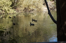 Enlarge photo 31