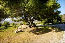 Enlarge photo 205