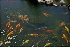Enlarge photo 112