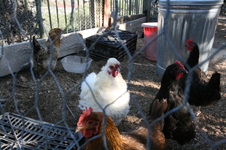 Enlarge photo 13