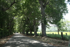 Enlarge photo 233