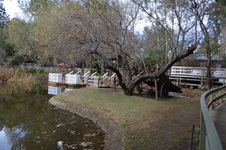 Enlarge photo 455