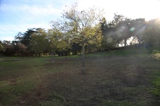 Dog Park