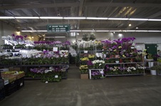 Mallano's Flowers