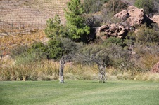 Enlarge photo 173