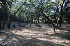 Enlarge photo 249