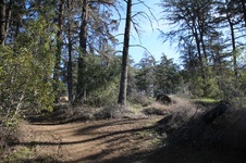 Cedar Grove, Griffith Park