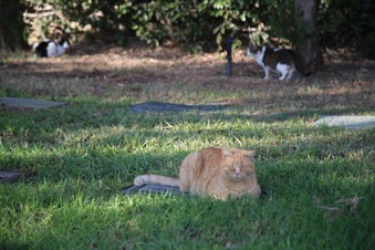 Enlarge photo 29