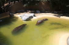 Rhino/Hippo Area