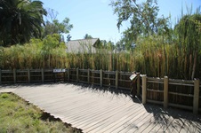 Leopard/Tiger Area