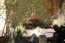 Enlarge photo 11