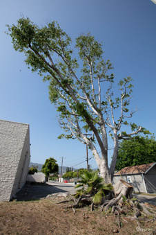 Enlarge photo 80