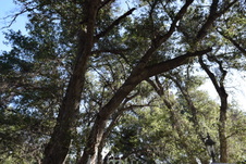 Enlarge photo 234
