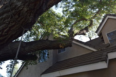 Enlarge photo 516