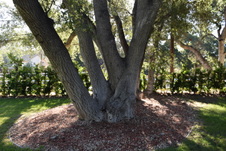 Enlarge photo 823
