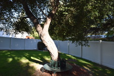 Enlarge photo 872
