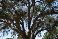 Enlarge photo 83
