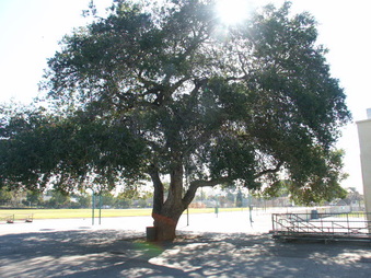 Enlarge photo 85