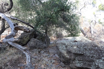 Enlarge photo 259
