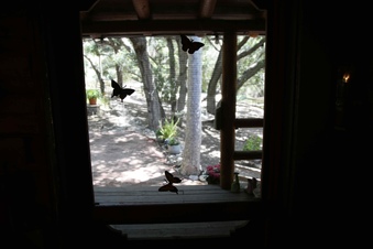 Enlarge photo 37