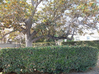 Enlarge photo 12
