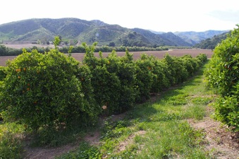 Enlarge photo 127