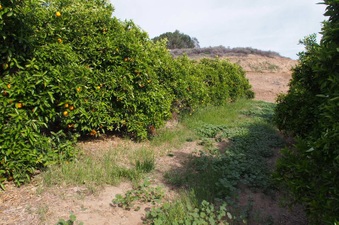 Enlarge photo 130