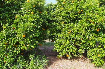 Enlarge photo 133
