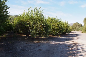 Enlarge photo 315