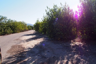 Enlarge photo 316