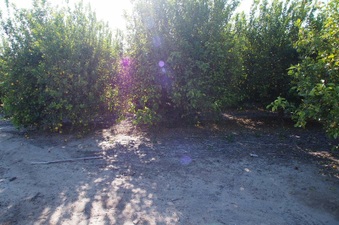 Enlarge photo 317