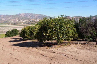 Enlarge photo 355