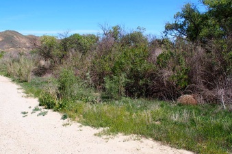 Enlarge photo 619