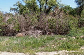 Enlarge photo 620