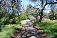 Chigger Woods
