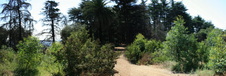 Griffith Park Cedar Grove