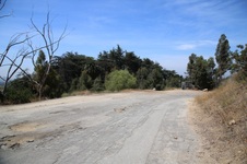Griffith Park Cedar Grove 6/20