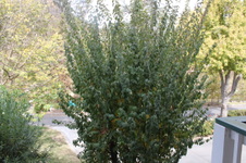 Enlarge photo 41