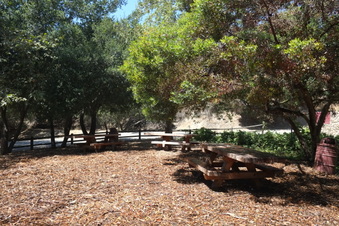 Camping in the Woods