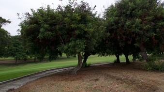 Rancho Park Golf Course