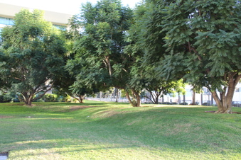 College Campus 