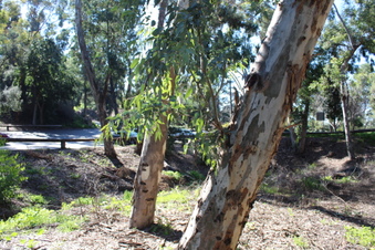Enlarge photo 20