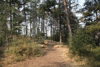 Ext Woods