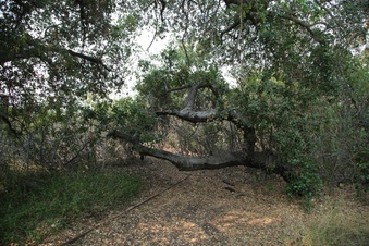 Enlarge photo 37